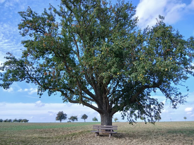 Eine Holzbank steht unter einem großen, ausladenden Baum am Rand eines Feldes, dahinter blauer Himmel.